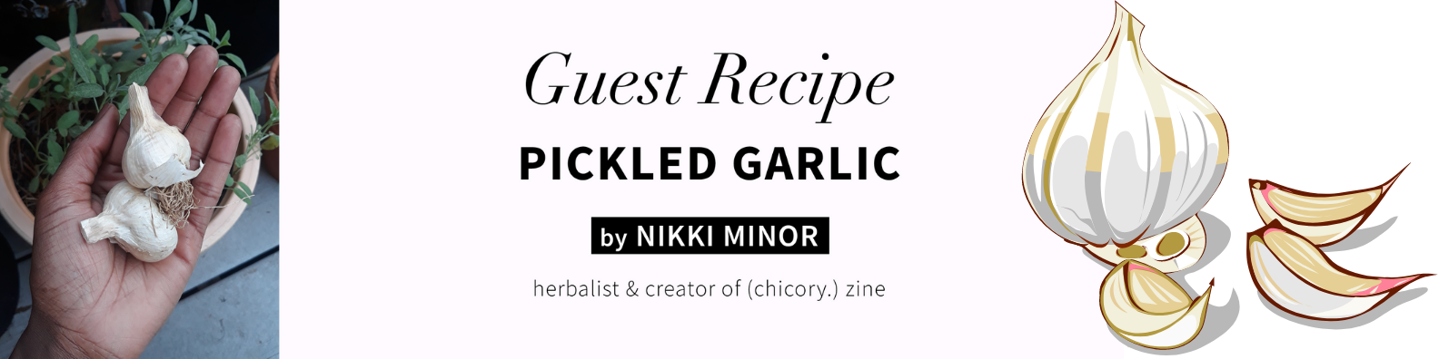 Guest Recipe: Pickled Garlic with Nikki Minor of (chicory.) zine