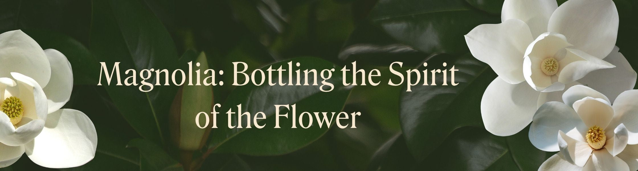 Magnolia Soliflore: Bottling the Spirit of a Flower