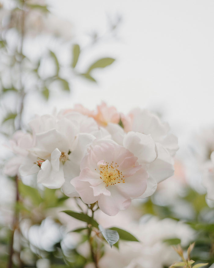 files/32_99d65d44-fce3-46ac-a732-9cfdc50f558b.png